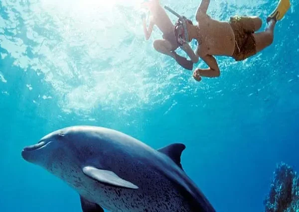 Delfin-Ausflug-Hurghada-siri-tours (3)