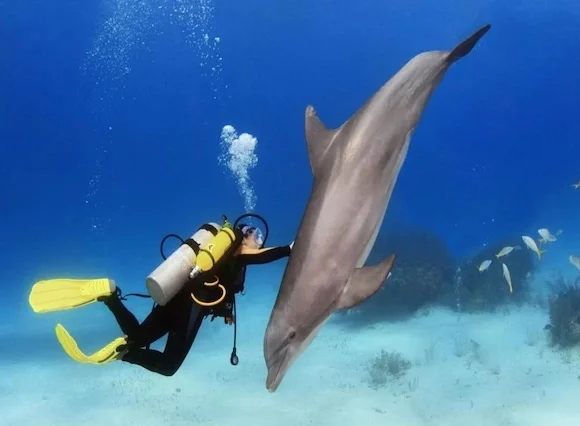 Delfin Ausflug Hurghada - Vip Elite Ausflug