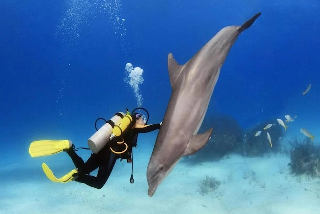 Delfin Ausflug Hurghada - Vip Elite Ausflug