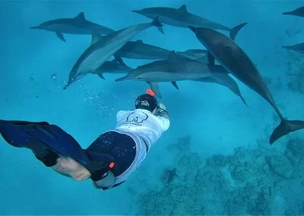 Delfin Ausflug Hurghada - Vip Elite Ausflug