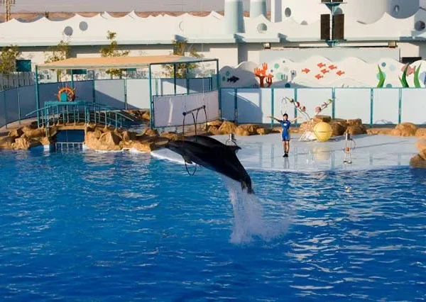 Delfin-Show-Hurghada-siri-tours (2)