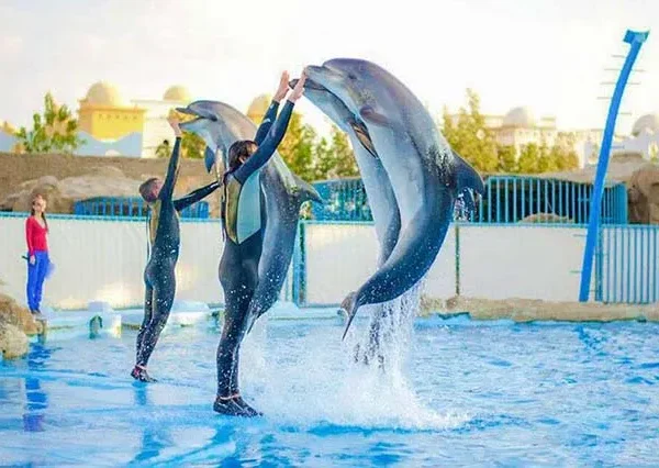 Delfin-Show-Hurghada-siri-tours (7)