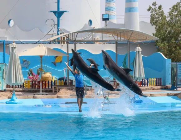 Delfinarium Hurghada Preise