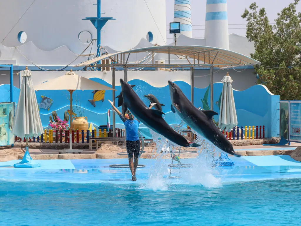 Delfinarium Hurghada Preise - urlaub ägypten 1
