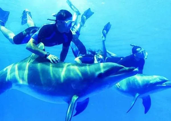 Delfinschwimmen-In-Hurghada-siri-tours (3)