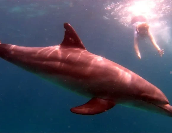 Erlebnis Ägypten VIP Ausflüge Preise