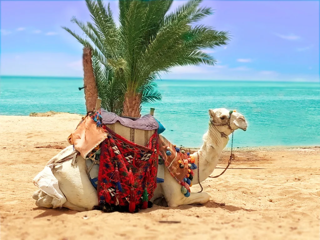 Marsa Alam Aktivitäten urlaub ägypten 2