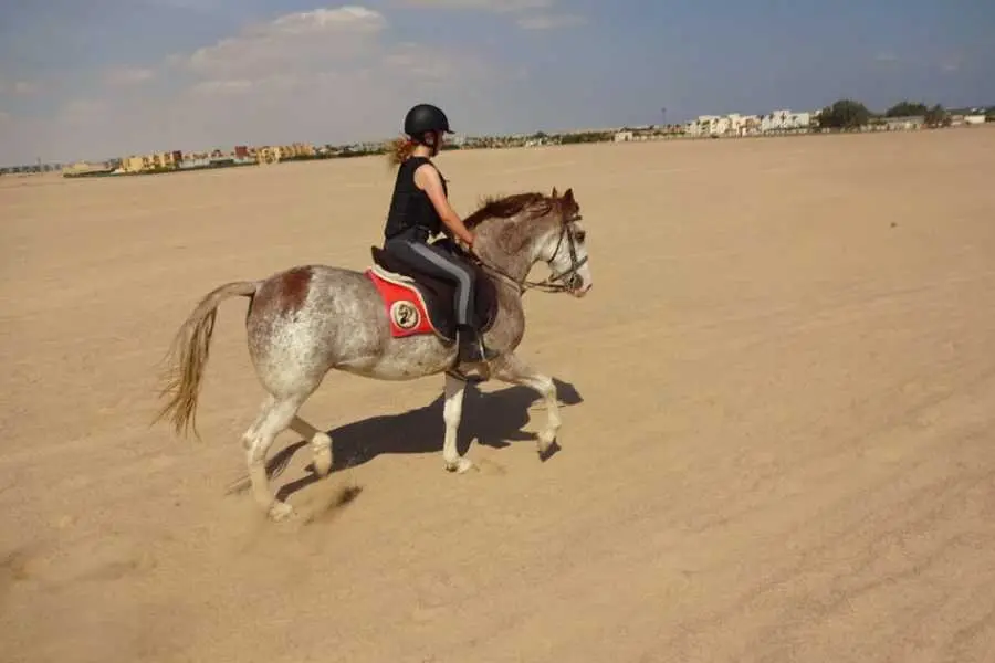 Reiten Hurghada Preise - urlaub ägypten 2