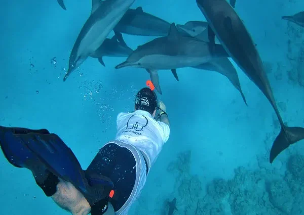 Schnorcheln-Mit-Delfinen-Hurghada-siri-tours (1)