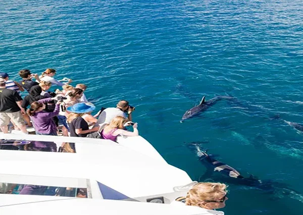 Schnorcheln-Mit-Delfinen-Hurghada-siri-tours (2)