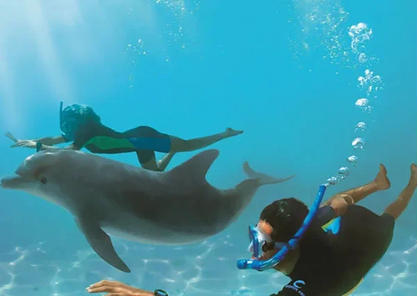 Schnorcheln-Mit-Delfinen-Hurghada-siri-tours (4)