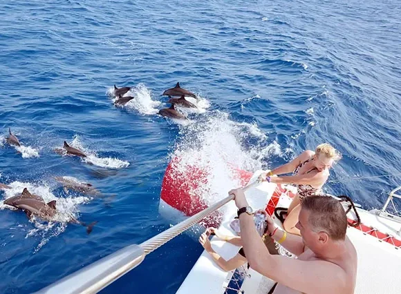 Schnorcheln Mit Delfinen Hurghada - Delfin Ausflug