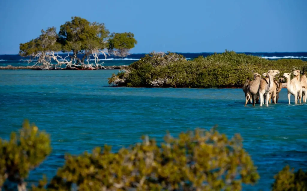 Wadi El Gemal Nationalpark Marsa Alam Aktivitäten urlaub ägypten