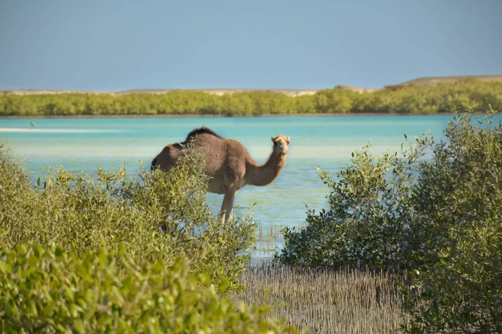 Wadi El Gemal Nationalpark marsa alam Sehenswürdigkeiten Marsa Alam urlaubägypten