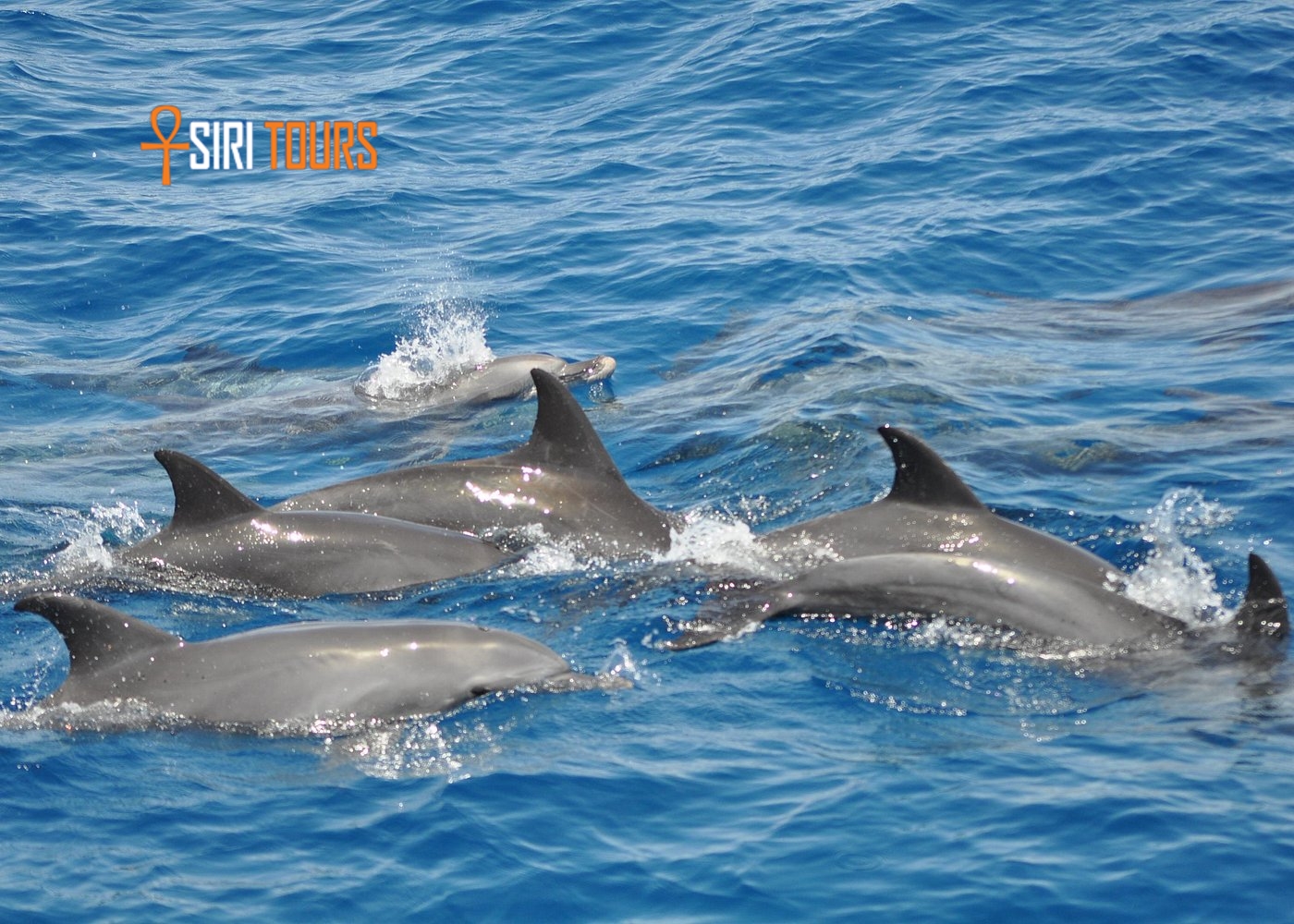 Delfintour Hurghada – Kleine Gruppe mit maximal 12 Gästen